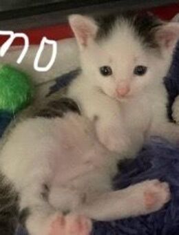 Baby Katzen dürfen ausziehen :) - Barby (Elbe) Groß Rosenburg