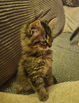 Heilige Birma Kitten Kater Katze - Saaldorf-Surheim