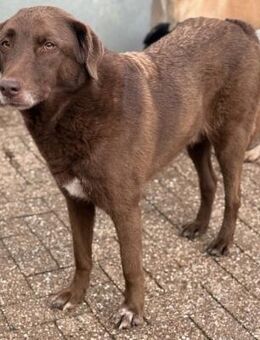 Ferox Rüde kastriert, ca. 7 Jahre - Wegberg