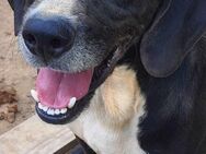 🆘 Notfall ❣️Jerry braucht HILFE 🆘 - Eislingen (Fils)