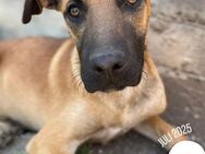 Hübsche Sally möchte ausreisen! - Nürnberg