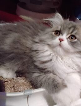 Liebes verschmusstes Perser katerchen mit Näschen - Gerach (Bayern)