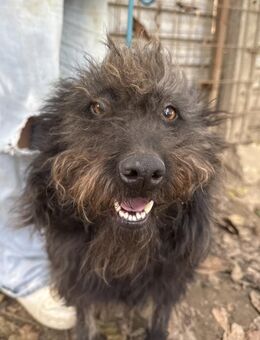 Beneth - unser Sonnenschein - Köln