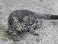 junge Katzen suchen neues Zuhause - München Aubing-Lochhausen-Langwied