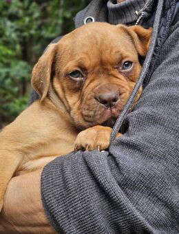 Old English Bulldog Welpen - Panketal