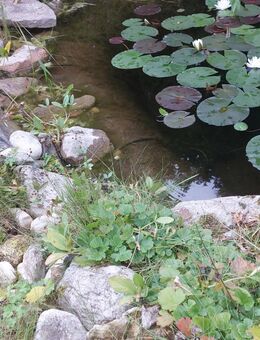 Teichbau-Steine - Erdweg