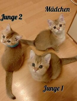 BKH Black Gold, 1 Mädchen und 2 Jungen - Bochum