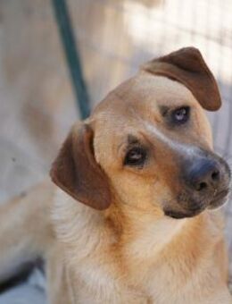 Felipe im Tierheim Koppelweide - Bad Vilbel