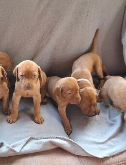 Magyar Vizsla Welpen mit Papieren aus NRW - Windeck
