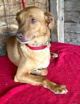 ❤️ pfiffiger kleiner DINGO ❤️ - Mamming