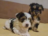 Yorkshire Terrier black-tan und Biewer - Malchin