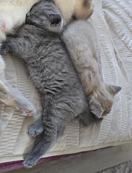 Katzen Babys, Katzen kitten . Bkh - Frankfurt (Main)