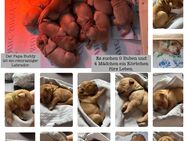 Golden Retriever Labrador welpen - Hof