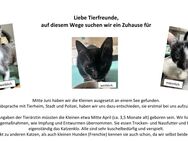 Zuhause gesucht - Cloppenburg