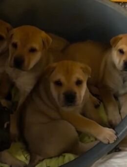 Husky Sharpei Welpen - Bogen