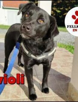 lieber Ravioli sucht seine Menschen - Margetshöchheim