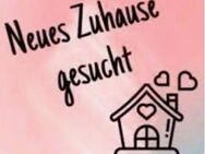 Mietwohnung dringend gesucht - Hauenstein