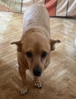 Becky, kleine Lady sucht Körbchen - Langenhagen