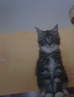 Maine coon baby kater xxl - Gerolstein