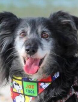 Neno 💗vital, neugierig +katzenverträgl. - Hamburg