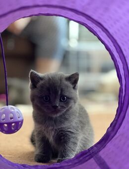 Letzte BKH-KITTEN JUNGE - Berlin