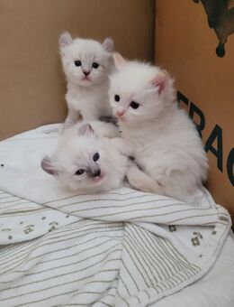 Ragdoll Waldkatze Kitten - Neißeaue