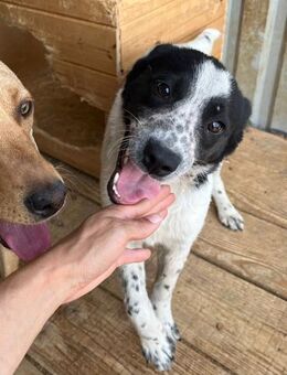 💞 Fröhliche Lucy - Hundeküsse Inklusive - Eislingen (Fils)