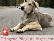 Dringend Notfall-Pflegestelle gesucht! - Saarbrücken