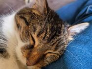 Miezi sucht dringend neues für immer Zuhause - München