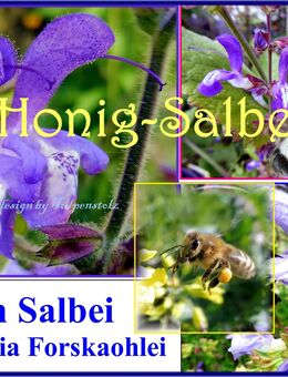 ♥ Salvia Forskaohlei, Balkan Salbei Samen,winterharte Staude Bienenweide Honig Rarität Tulpenstolz - Hamburg
