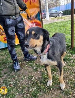 Bonie sucht ihr Glück - Wallerfangen
