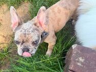 Süße, Französische Bulldoggen Welpen - Düren