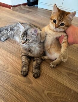 Mama & 3 Kitten alle einzeln verkaufen - Berlin Neukölln