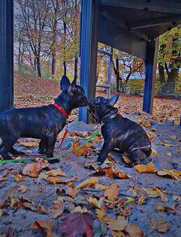 Französisch Bulldoggen welpen - Neumünster