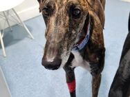 Roncel - freundlicher Galgo-Bub mit Kopf - Ratekau