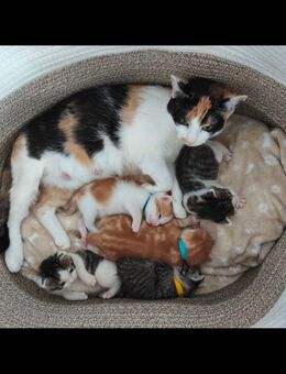 5 Verschmuste BKH Mix Kitten - Ohrdruf