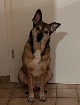 Toller Hund abzugeben - Westerstede