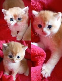 BKH Kitten black golden shell mit Stammbaum - Hamm