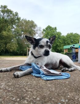 Coco sucht sein zuhause als Prinz - Dorsten