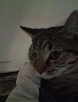Katze (nala 5 Monate alt) - Kirkel