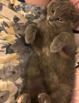 Süße Katzenbabys - Kirchardt