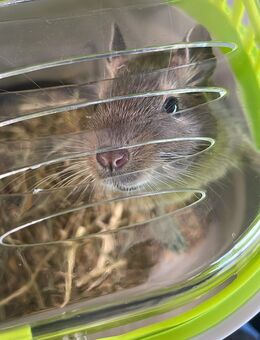 Degu sucht dringend neues Zuhause - Grevenbroich