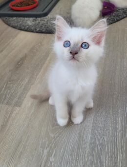 Heilige-Birma Kitten - Heubach
