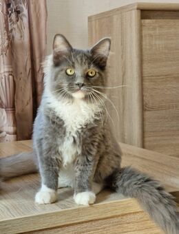 Wunderschöne Maine Coon ragdoll Boy . - Mainhardt