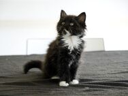 Maine Coon Kitten (Katzenbabys) - Kleve (Nordrhein-Westfalen)