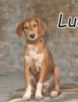 Holen Sie sich Luca?? - Essingen (Rheinland-Pfalz)