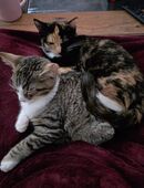 Geschwisterpaar abzugeben in 51702