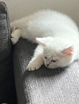 Katzenbaby BKH weiß Regdoll - Oberrot
