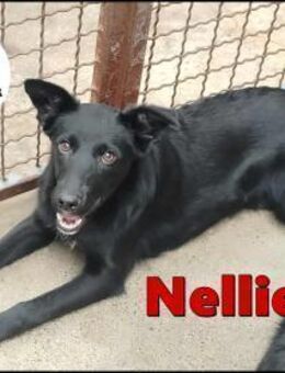 Junghündin Nellie sucht eine Familie - Margetshöchheim