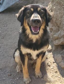 Aramis 💗liebevoll aufgeweckter Jungrüde - Hamburg